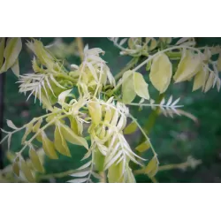 Japoninė sofora - Styphnolobium japonicum (Sophora japonica) FLAVIRAMEUS