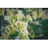 Japoninė sofora - Sophora japonica