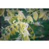 Japoninė sofora - Styphnolobium japonicum (Sophora japonica) FLAVIRAMEUS