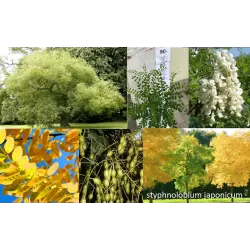 Japoninė sofora - Sophora japonica