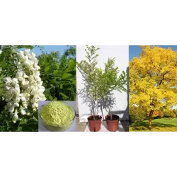 Japoninė sofora - Styphnolobium japonicum (Sophora japonica) FLAVIRAMEUS