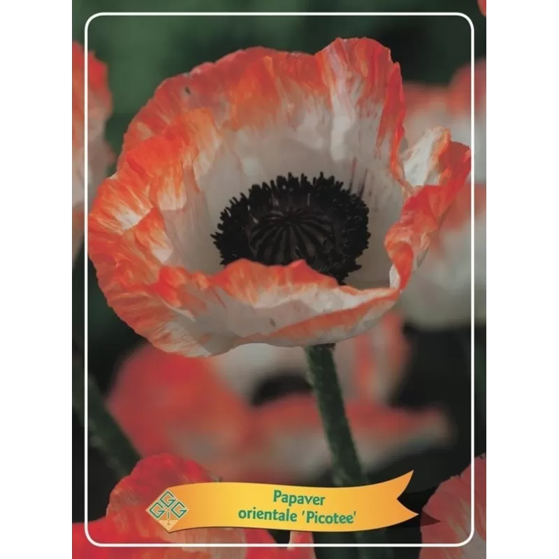 Aguona - Papaver orientale PICOTEE