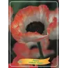 Aguona - Papaver orientale PICOTEE