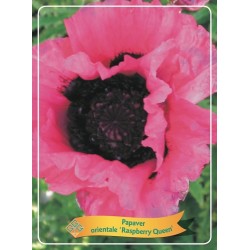Papaver orientale RASPBERRY QUEEN