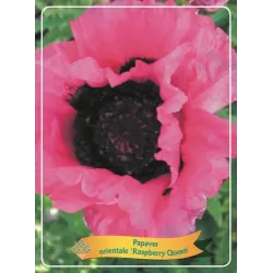 Papaver orientale RASPBERRY QUEEN