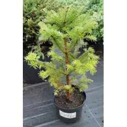 Garden plants/Trees/Flowers/ web-shop