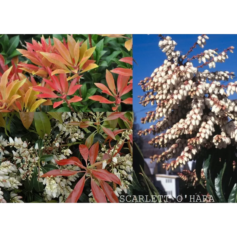 copy of Pieris jap. Scarlett OHara P10 JAUNAS AUGALAS