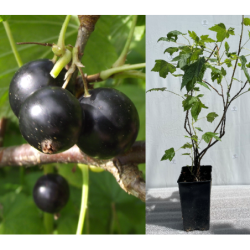 Black Currant - Ribes nigrum DOMINO