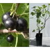Juodieji serbentai - Ribes nigrum DOMINO