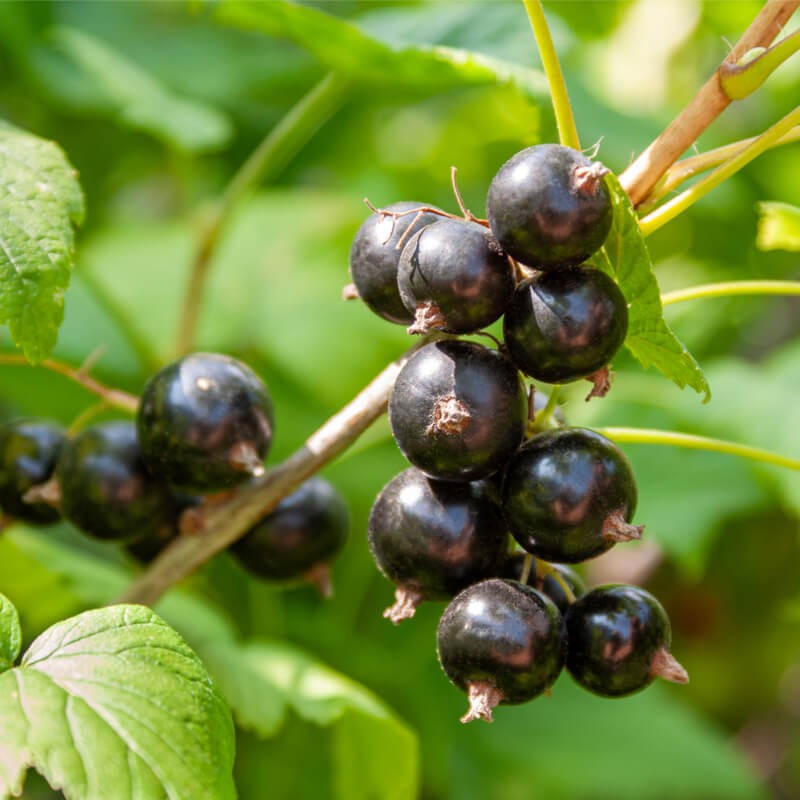 Black Currant - Ribes nigrum DOMINO
