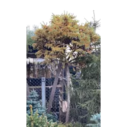 Japoninis maumedis - Larix kaempferi BLUE DWARF