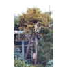 Japoninis maumedis - Larix kaempferi BLUE DWARF