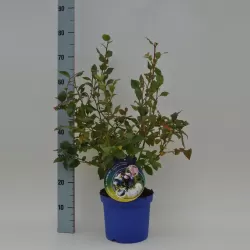 Aukštųjų šilauogių Northland sodinukai su pristatymu į namus