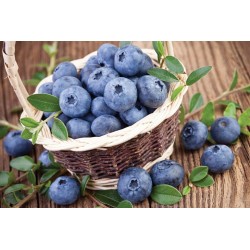 Highbush Blueberry - Vaccinium corymbosum NORTHLAND