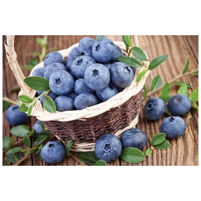 Aukštųjų šilauogių Northland sodinukai su pristatymu į namus