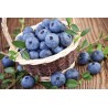 Highbush Blueberry - Vaccinium corymbosum NORTHLAND