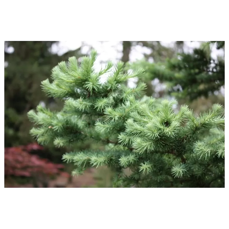 Japoninis maumedis - Larix kaempferi GREY PEARL