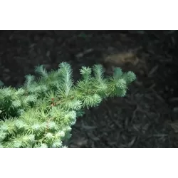 Japoninis maumedis - Larix kaempferi BLUE DWARF