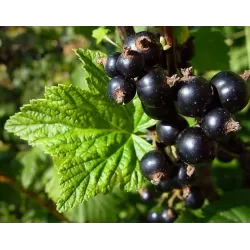 Juodieji serbentai - Ribes nigrum RITMO