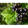 Juodieji serbentai - Ribes nigrum RITMO
