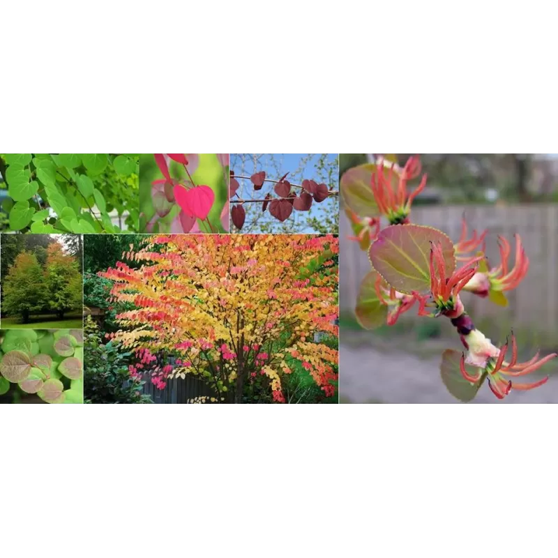 Japoninis puošmedis (ryškiaspalvė atmaina) - Cercidiphyllum japonicum MAGNIFICUM