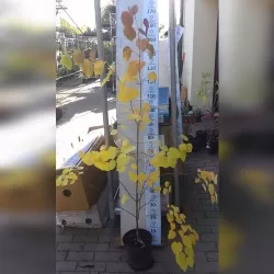 Cercidiphyllum MAGNIFICUM japonicum 5YEARS C10 150CM