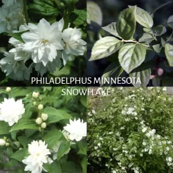 Jazminas - Philadelphus MINNESOTA SNOWFLAKE