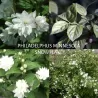 Jazminas - Philadelphus MINNESOTA SNOWFLAKE