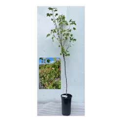 Juodieji serbentai - Ribes nigrum SMALIAI