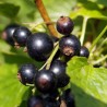 Black currant - Ribes nigrum SMALIAI
