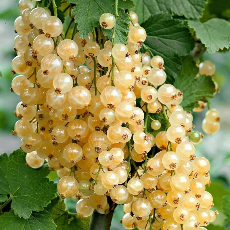 White Currant - Ribes sativum WITTE PAREL