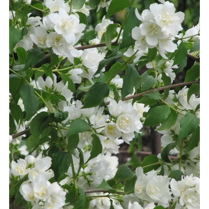 Išankstinis augalų užsakymas internetu