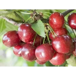 Trešnė - Prunus avium CELESTE