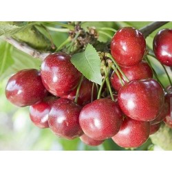 Sweet cherry - Prunus avium CELESTE