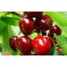 Sweet cherry - Prunus avium ANTA