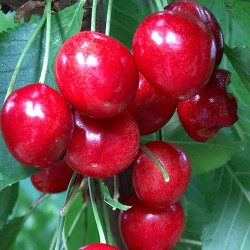 Sweet cherry - Prunus avium SWEETHEART
