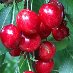 Trešnė - Prunus avium SWEETHEART