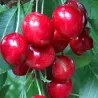 Trešnė - Prunus avium SWEETHEART
