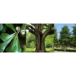 Juodasis ąžuolas - Quercus nigra