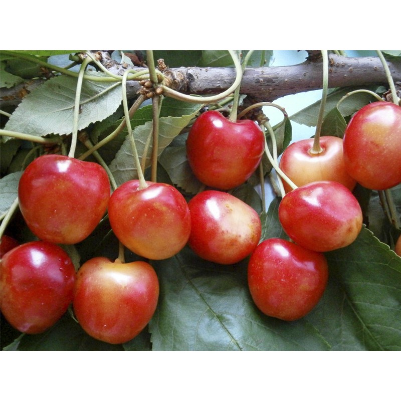 Trešnė - Prunus avium GENEROLIŠKA