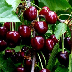 Sweet cherry - Prunus avium UDIVITELNAJA
