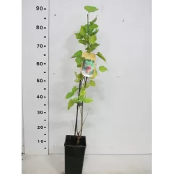 Juodasis šilkmedis su pristatymu į namus