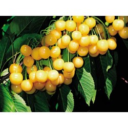 Trešnė - Prunus avium PAULA
 Aukštis-125-150CM Konteineris-29Ø C10 Poskiepis-P. mahaleb