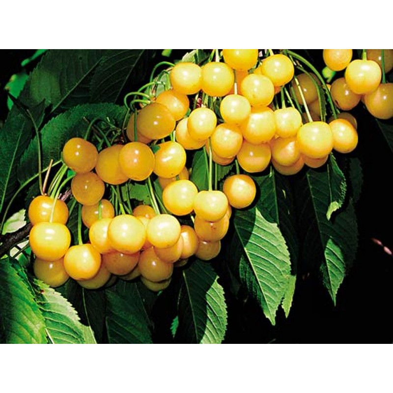 Trešnė - Prunus avium PAULA