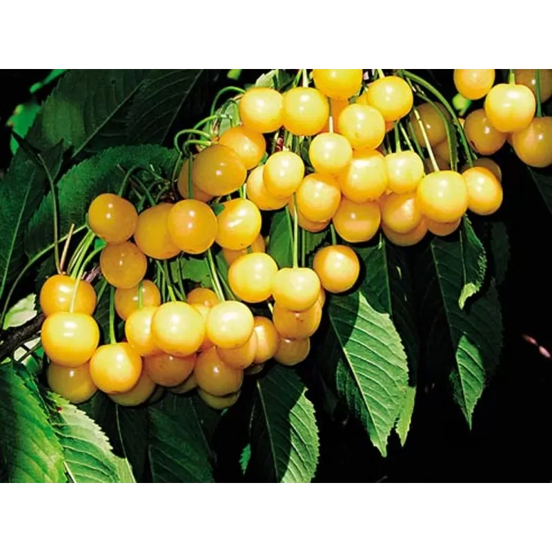 Sweet cherry - Prunus avium PAULA
