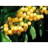 Sweet cherry - Prunus avium PAULA
