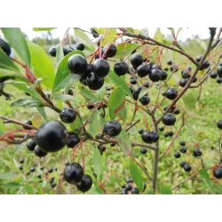 Juodavaisė aronija - Aronia melanocarpa HUGIN