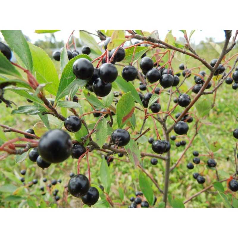 Black Chokeberry - Aronia melanocarpa HUGIN