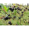Juodavaisė aronija - Aronia melanocarpa HUGIN