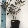 Juodavaisė aronija - Aronia melanocarpa HUGIN
